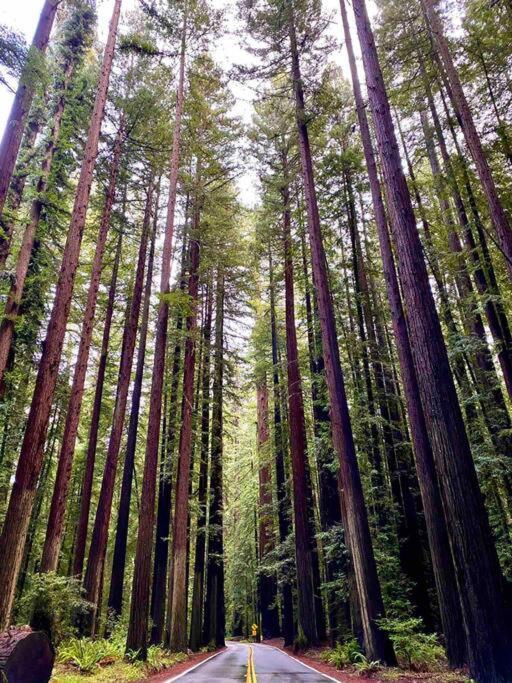 Avenue Of The Giants Pepperwood Place Miranda Extérieur photo