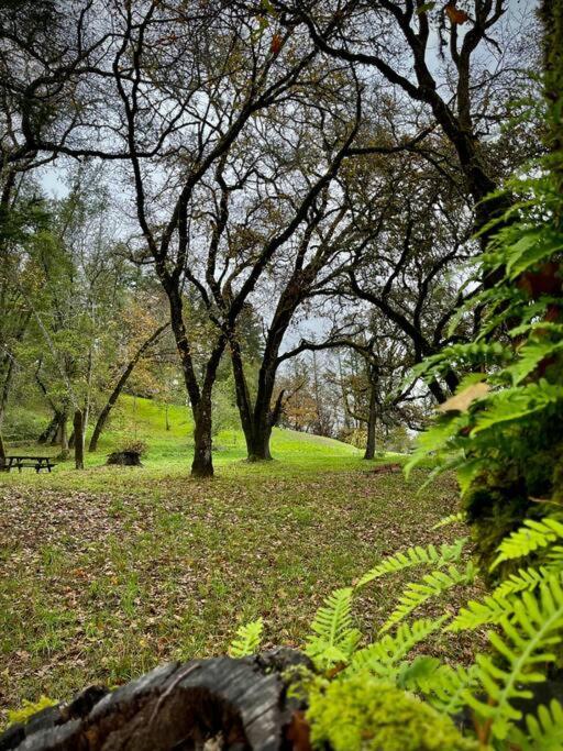 Avenue Of The Giants Pepperwood Place Miranda Extérieur photo